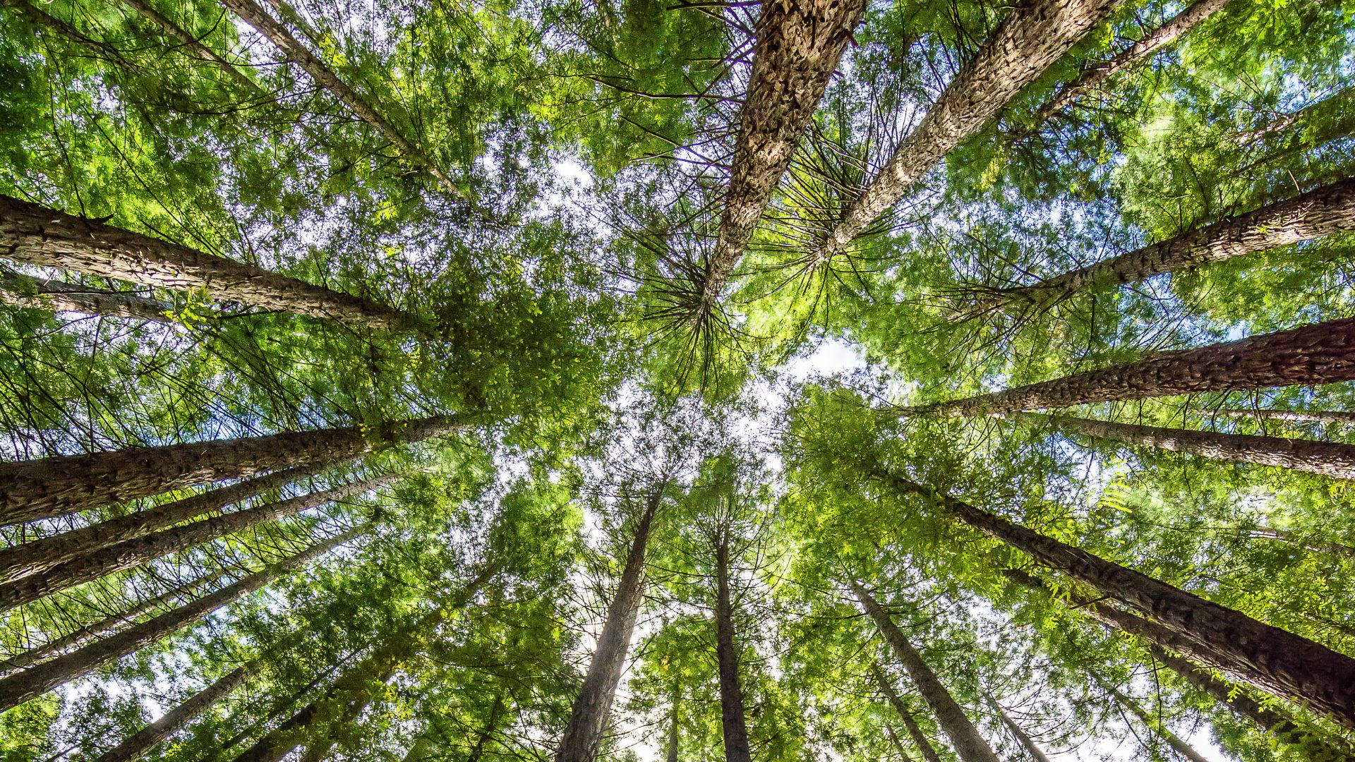 Durham Bins Banner 2